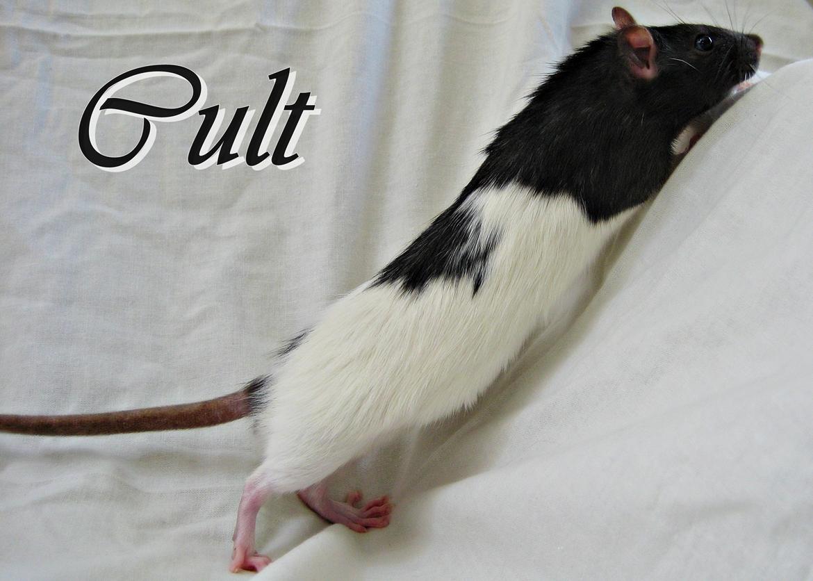 Tamrotte Cult billede 1