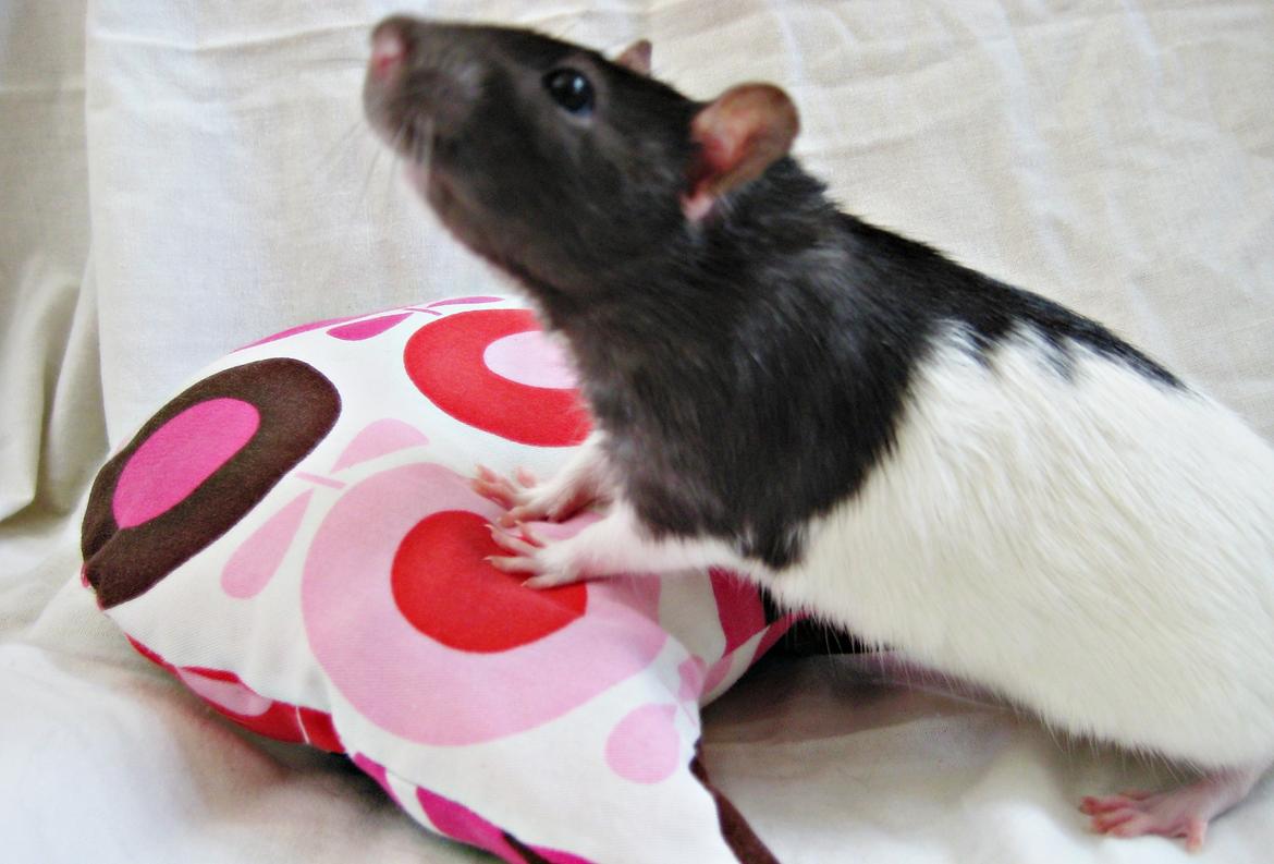 Tamrotte Cult billede 2