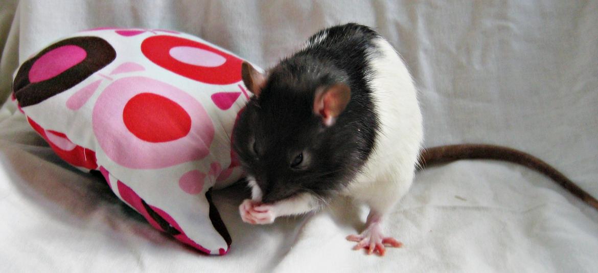 Tamrotte Cult billede 3