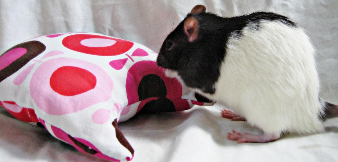 Tamrotte Cult billede 4