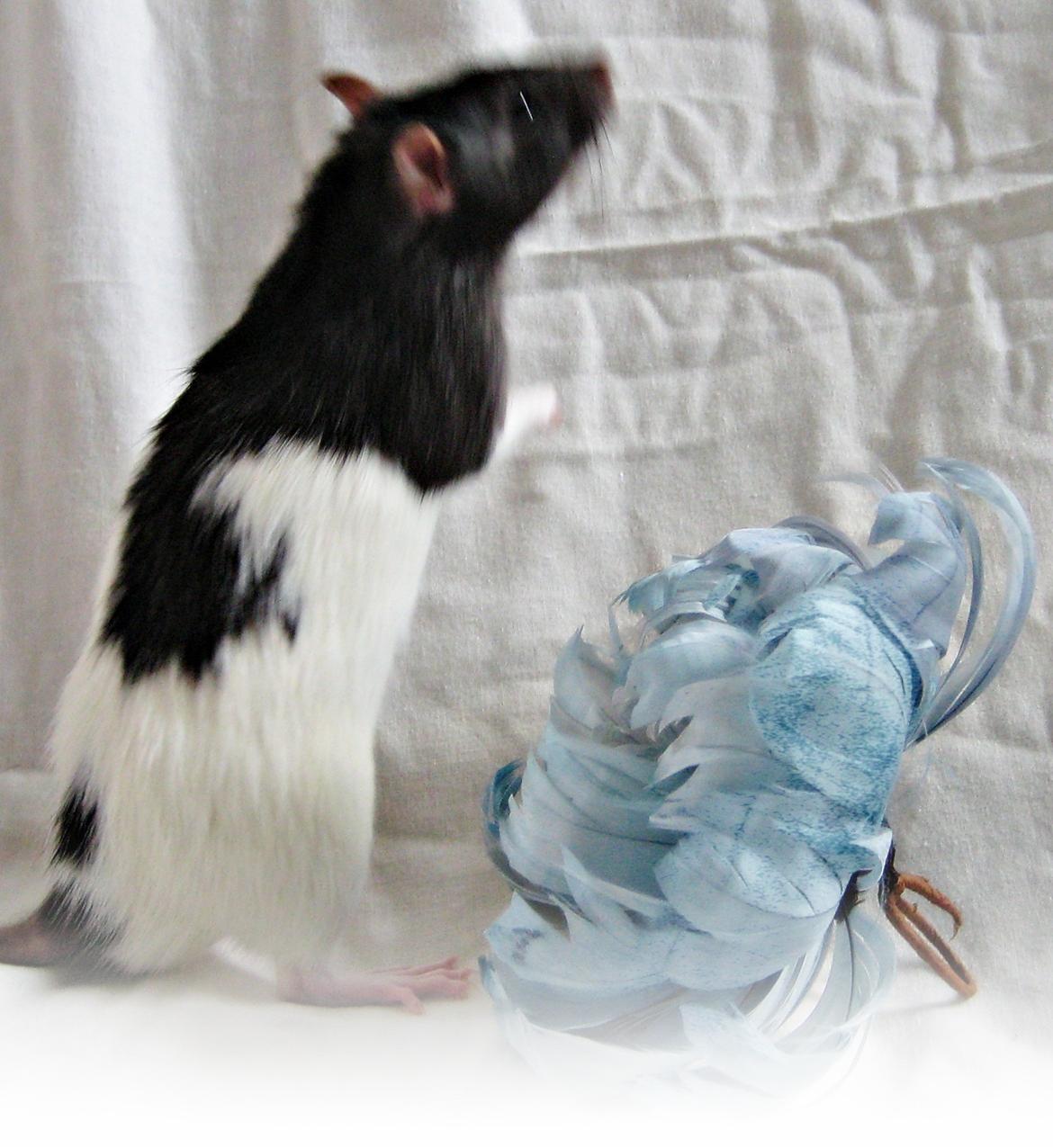 Tamrotte Cult billede 5