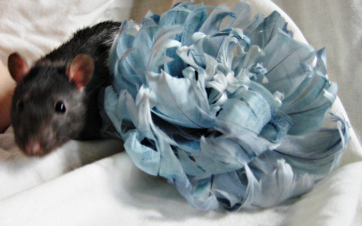 Tamrotte Cult billede 6