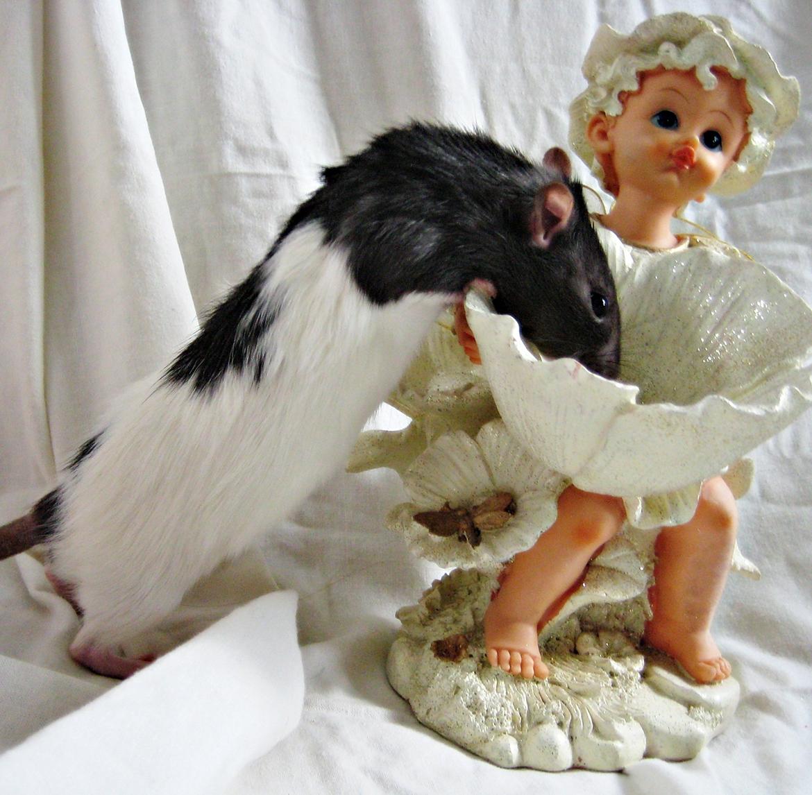 Tamrotte Cult billede 7