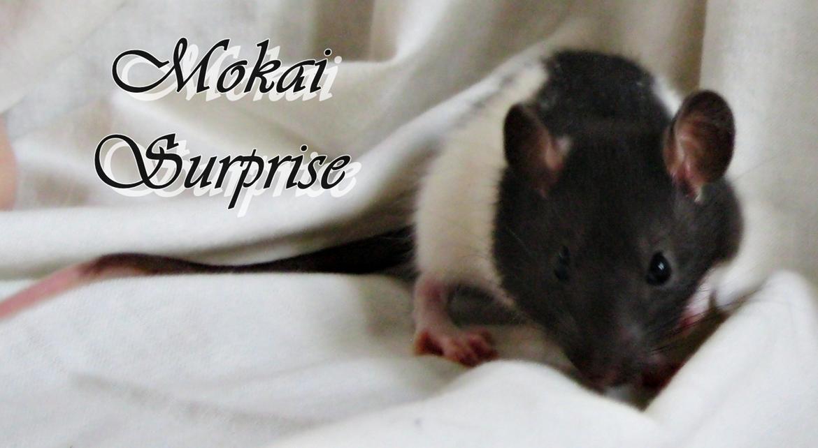 Tamrotte RP Mokai Surprise billede 1