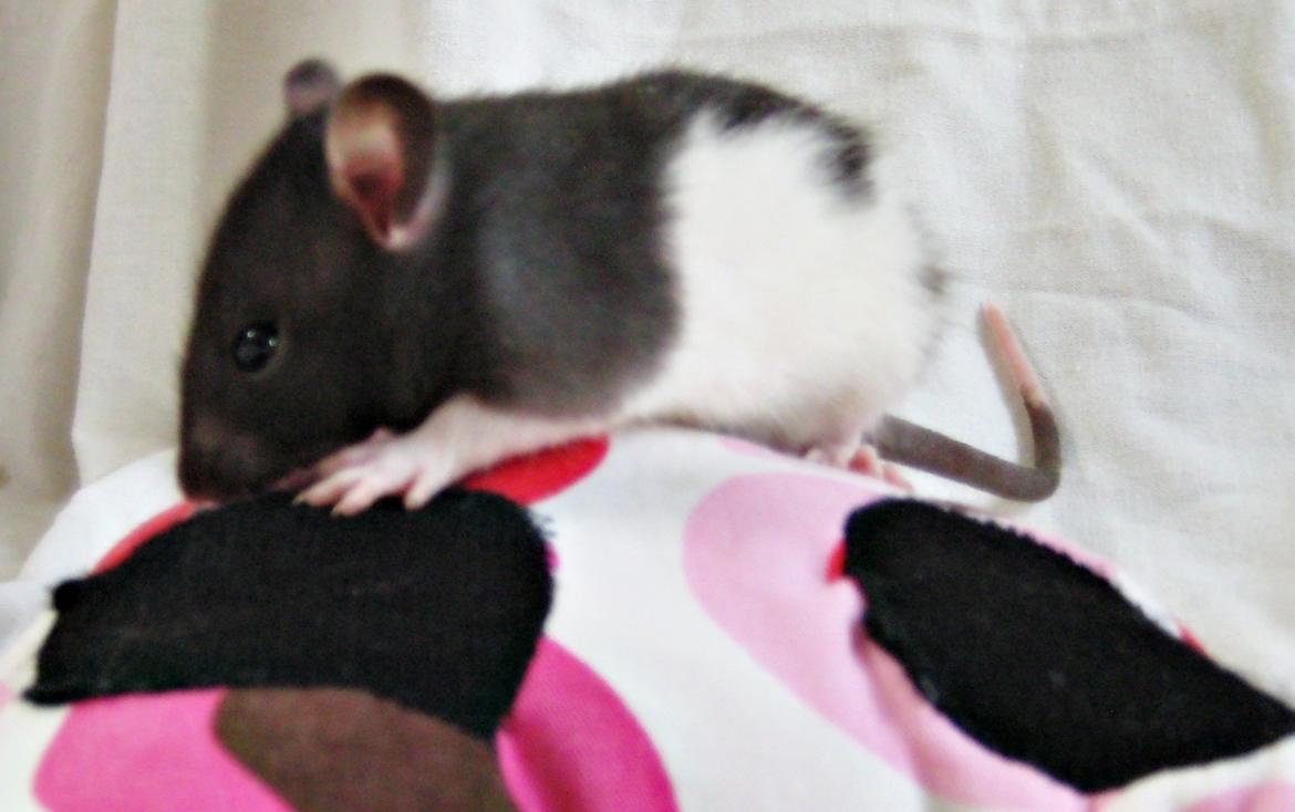 Tamrotte RP Mokai Surprise billede 2