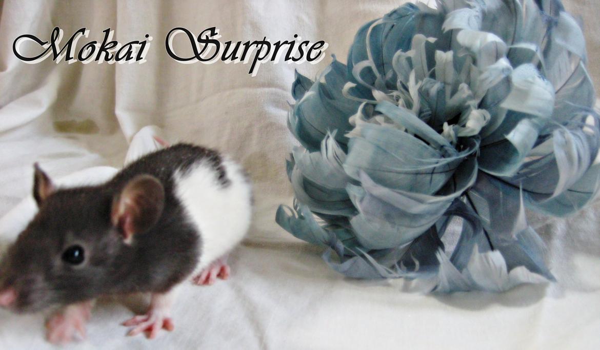 Tamrotte RP Mokai Surprise billede 4