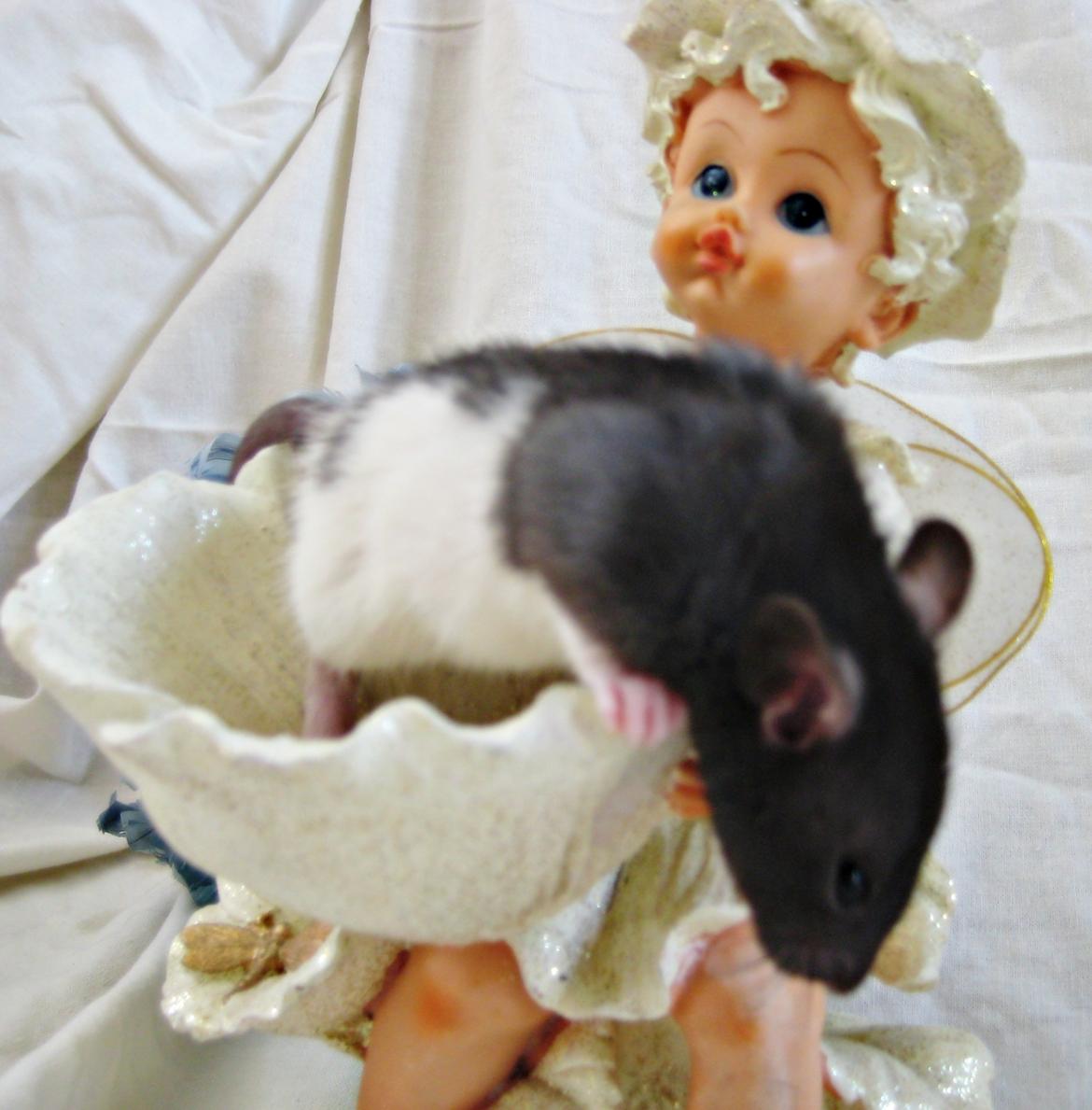 Tamrotte RP Mokai Surprise billede 5