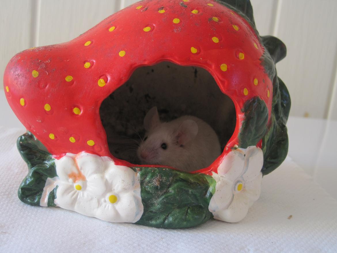 Mus Jules billede 10