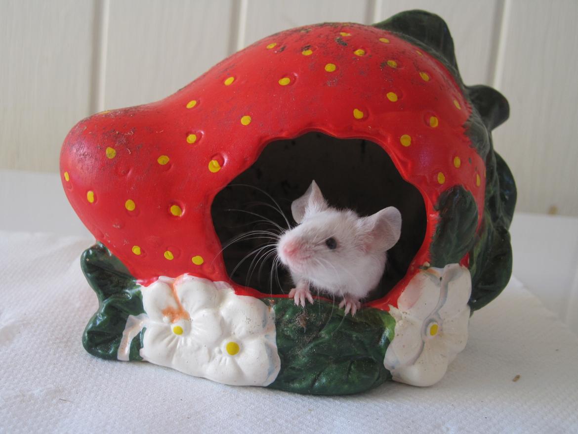 Mus Jules billede 11