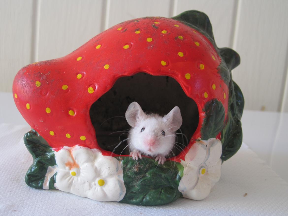 Mus Jules billede 12