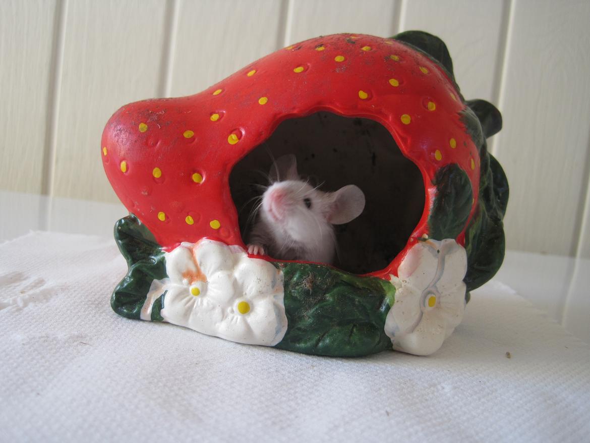 Mus Jules billede 13