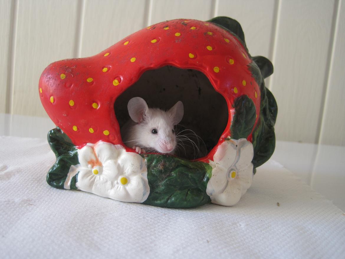 Mus Jules billede 14