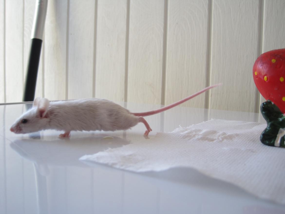 Mus Jules billede 15