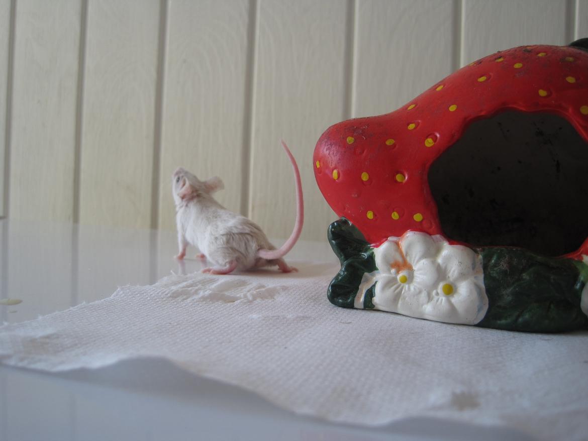 Mus Jules billede 16