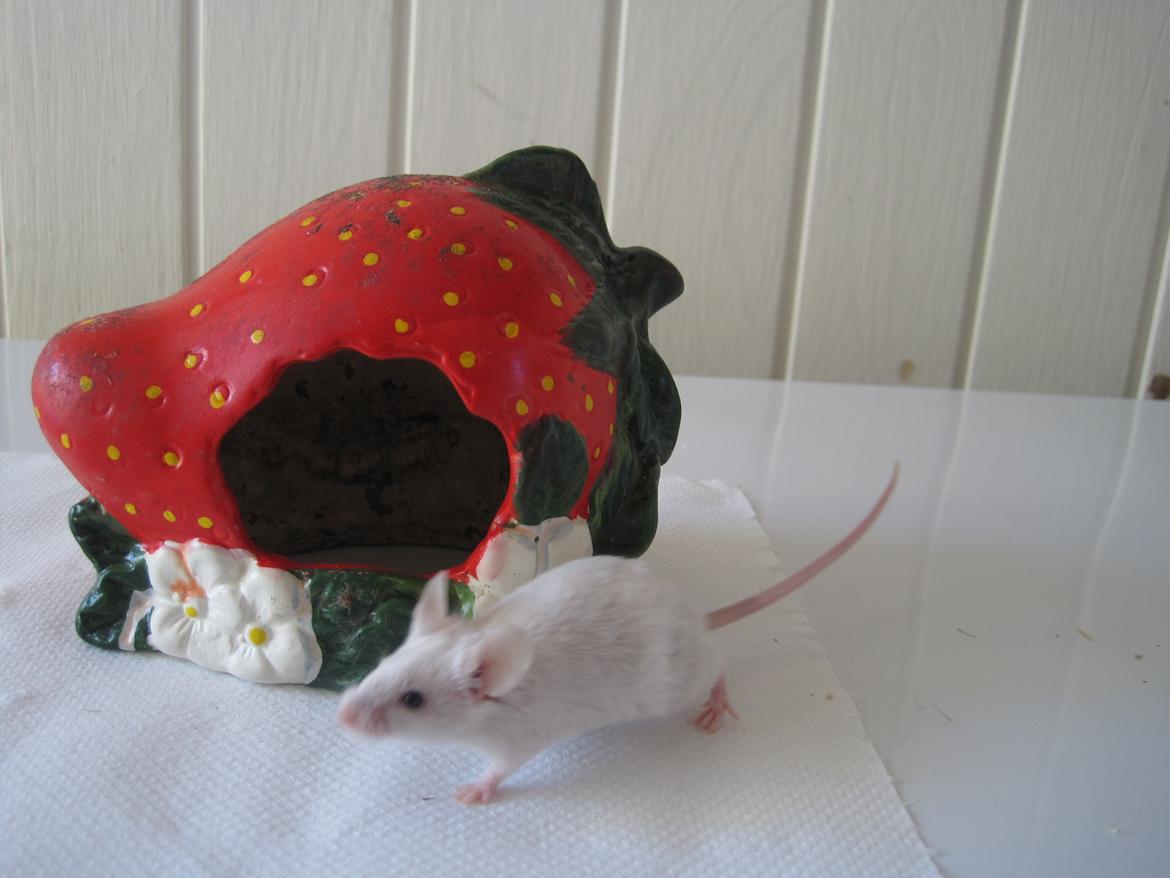 Mus Jules billede 17