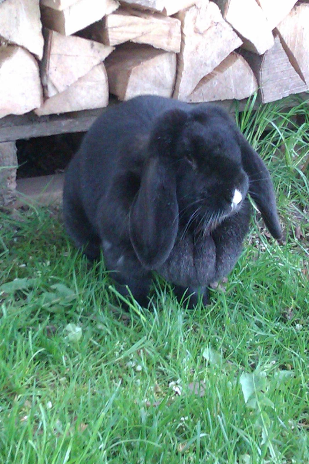 Kanin Momse billede 1