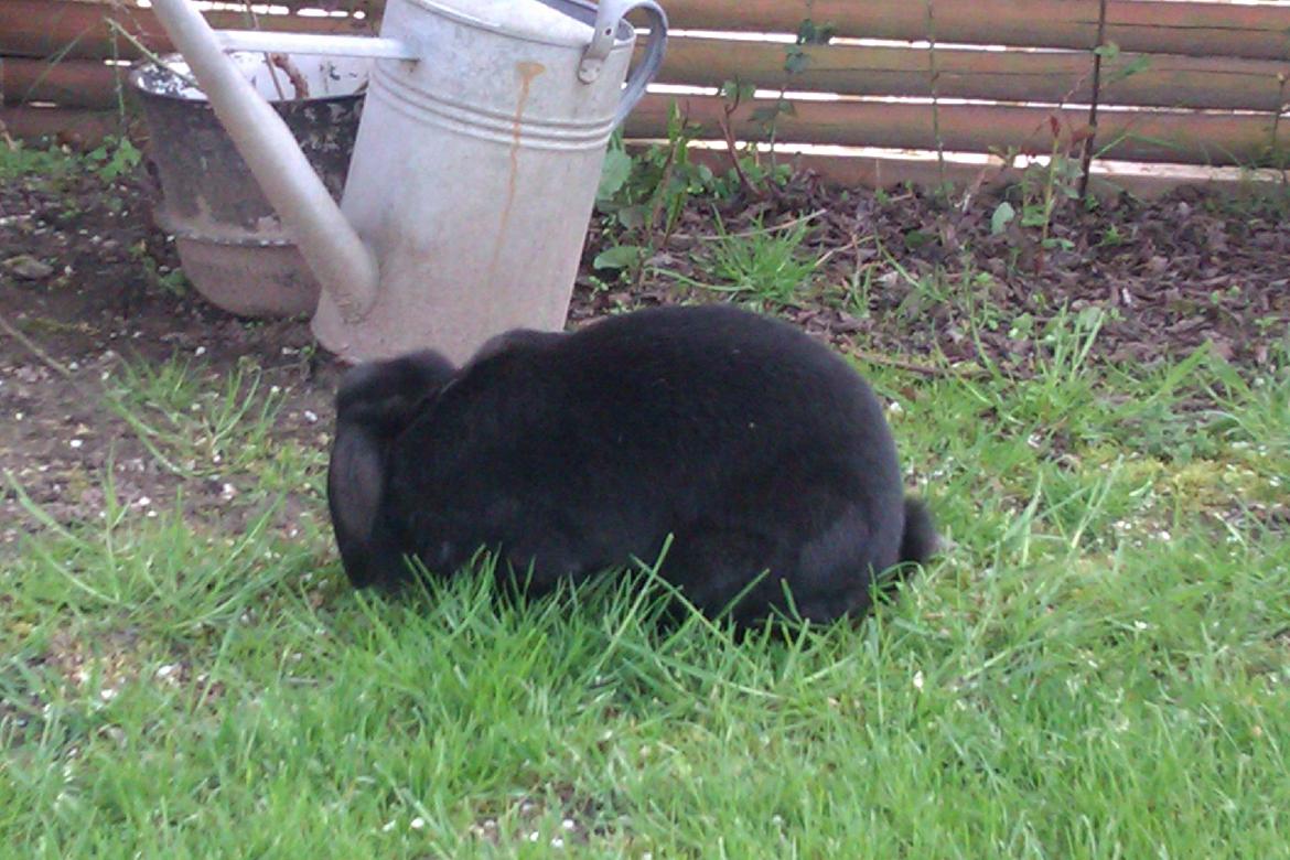 Kanin Momse billede 2