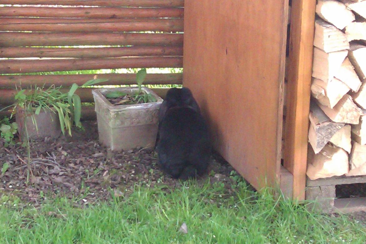 Kanin Momse billede 3