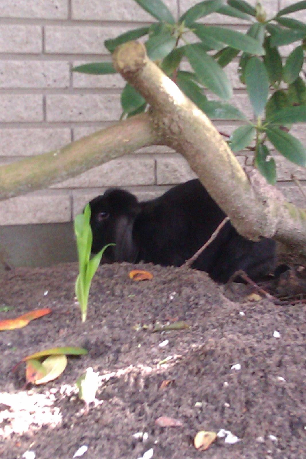 Kanin Momse billede 4