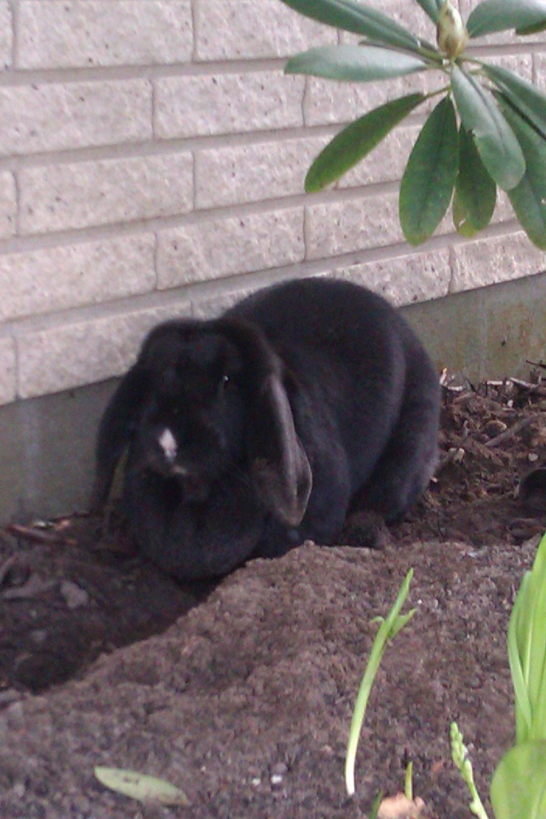 Kanin Momse billede 5