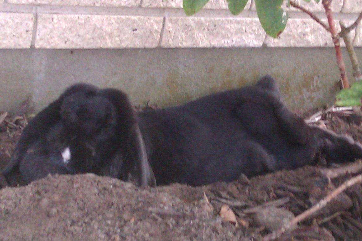 Kanin Momse billede 6