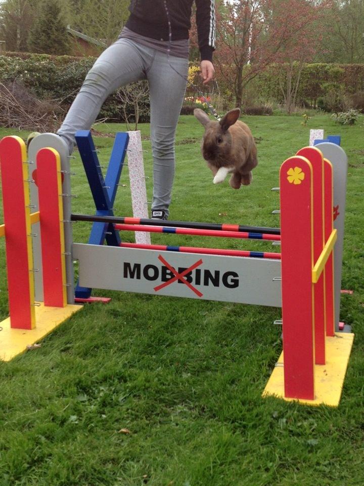 Kanin Staldlyne's Jacob billede 18