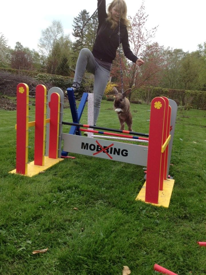 Kanin Staldlyne's Jacob billede 19