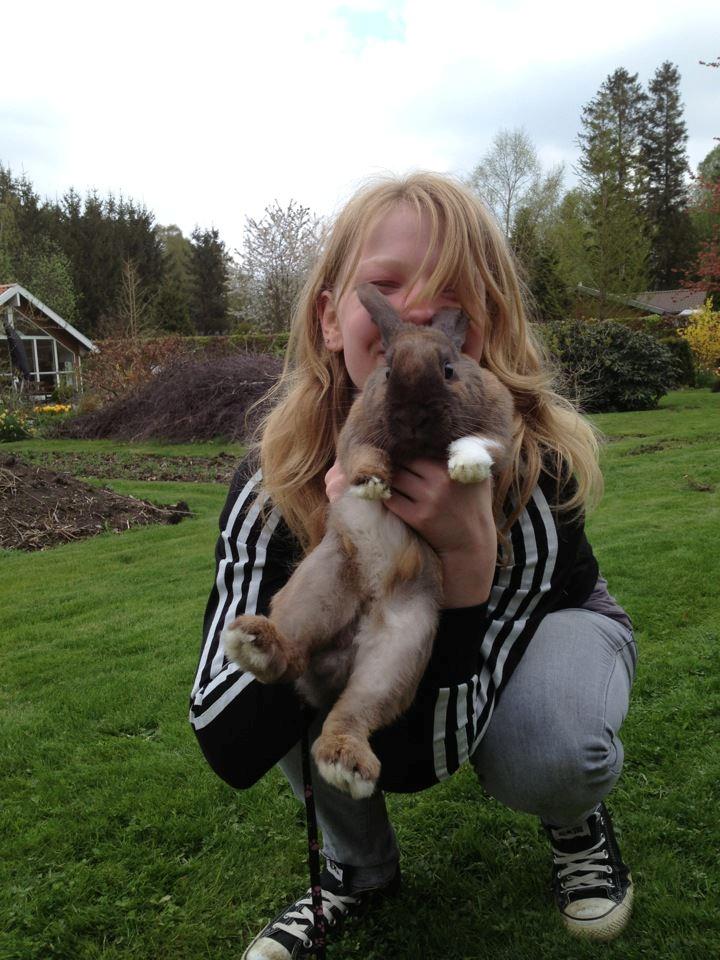 Kanin Staldlyne's Jacob billede 20