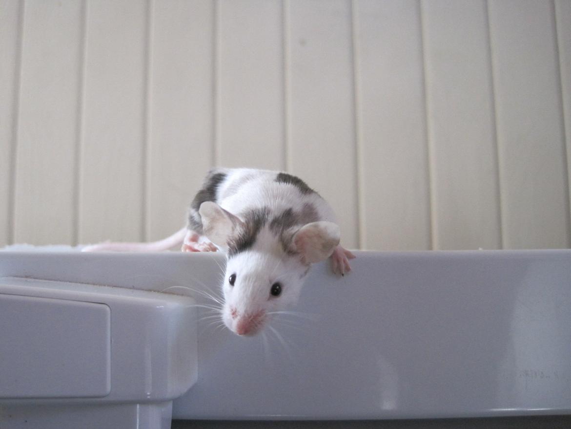 Mus Krogs Tiger billede 1