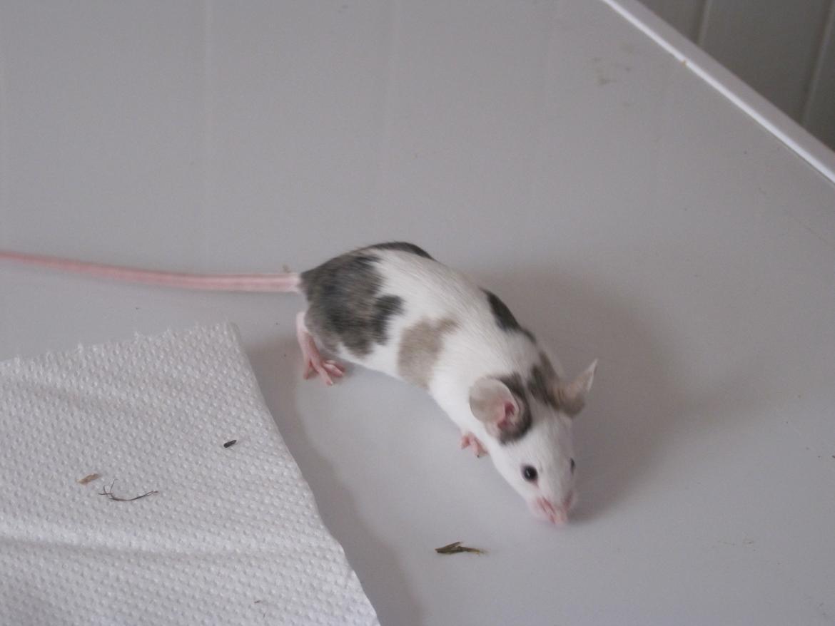 Mus Krogs Tiger billede 3