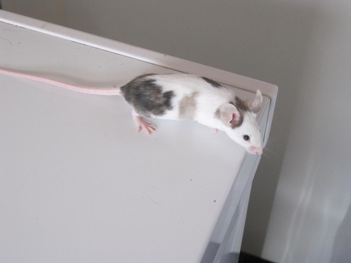 Mus Krogs Tiger billede 4