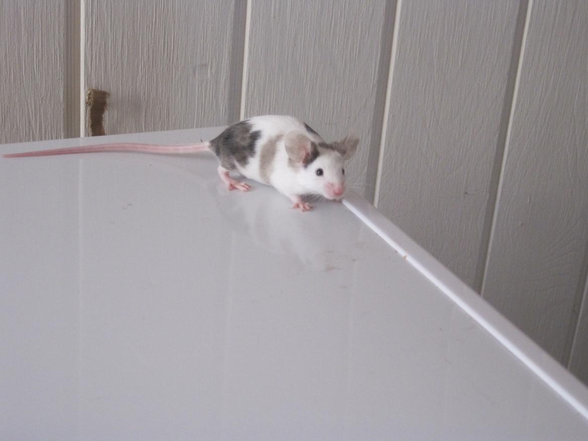 Mus Krogs Tiger billede 5