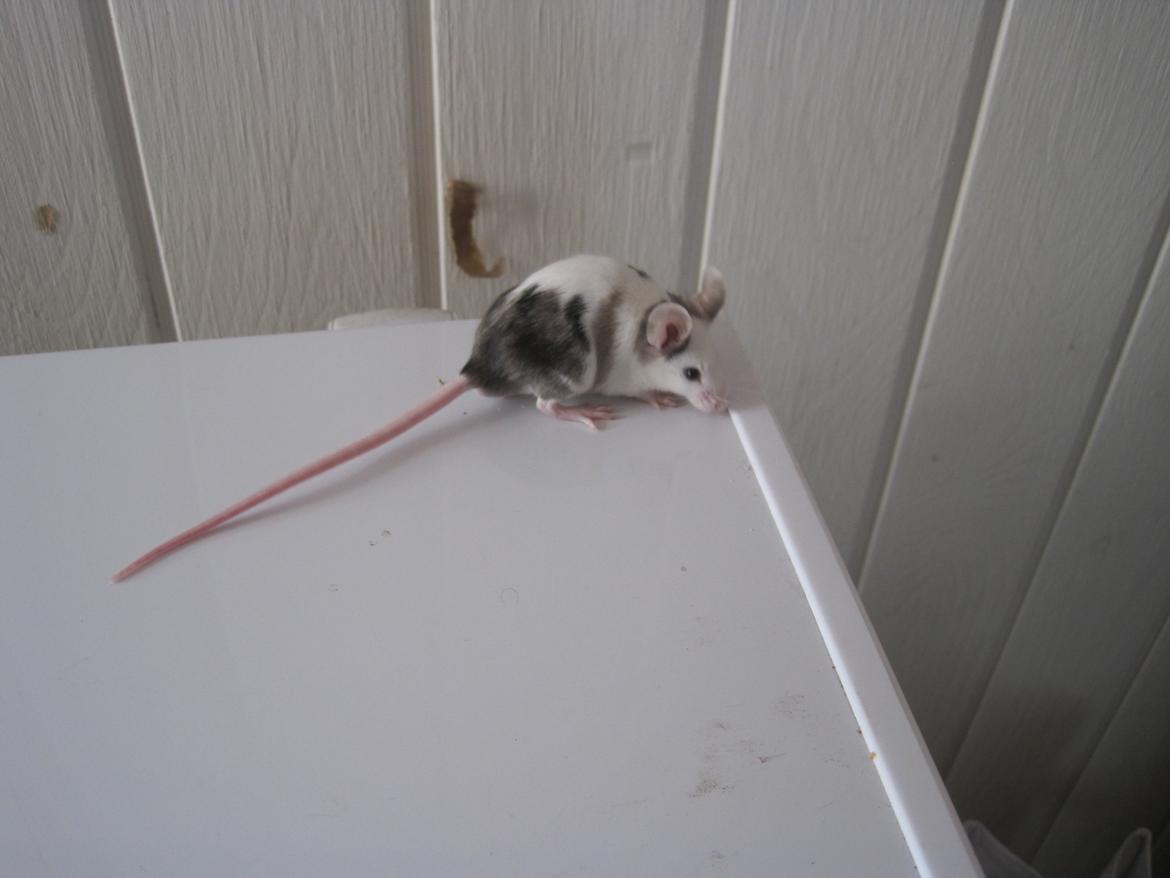 Mus Krogs Tiger billede 6