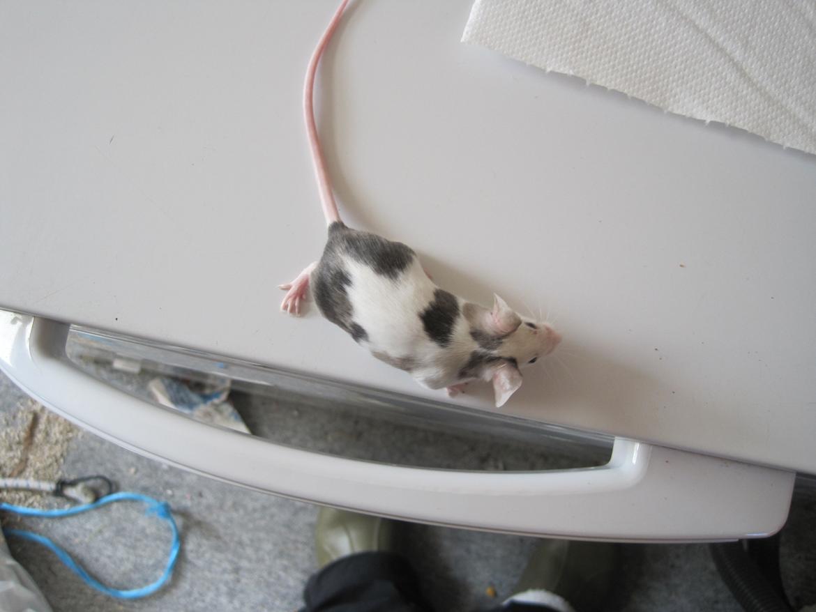 Mus Krogs Tiger billede 7