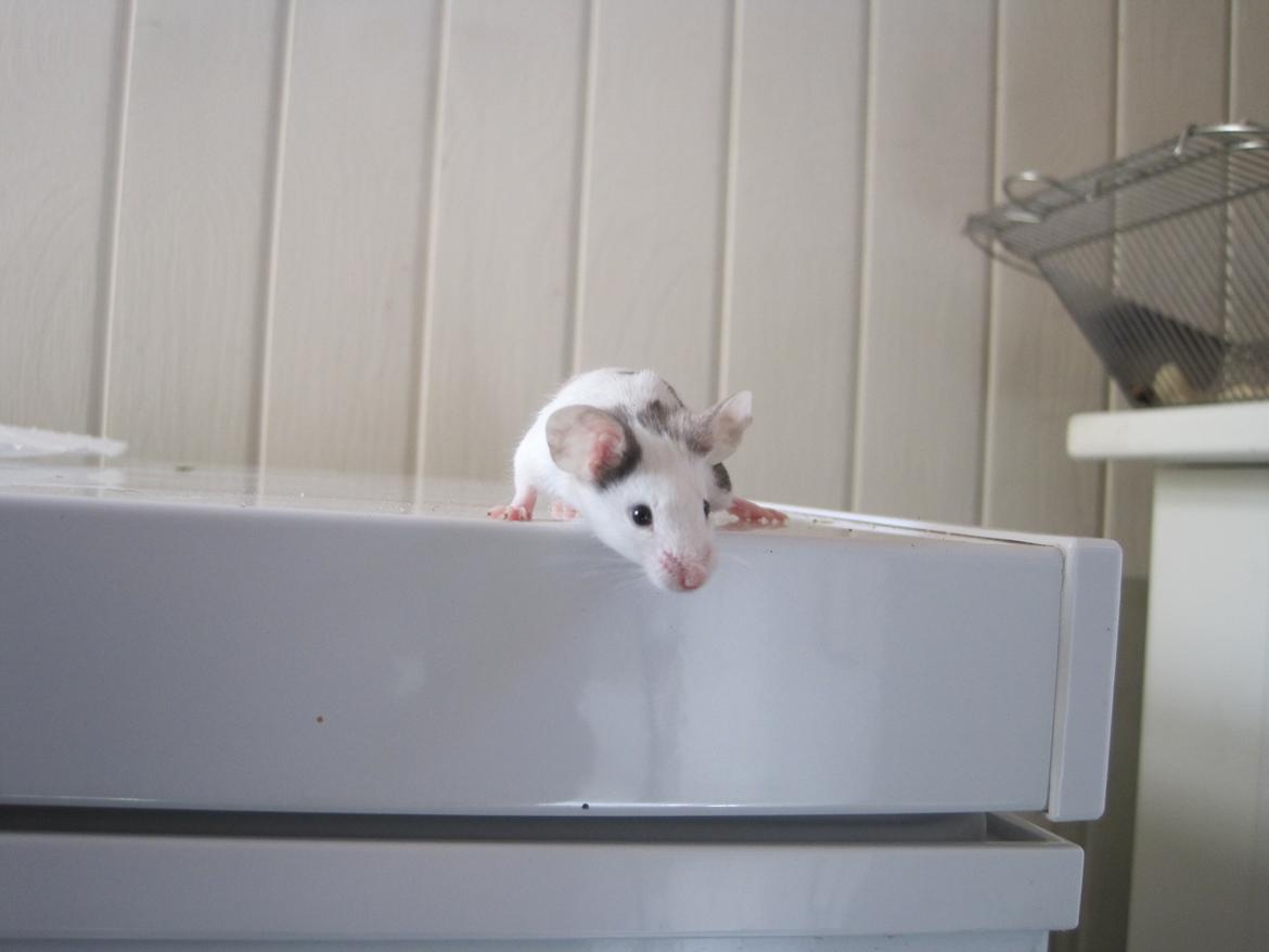 Mus Krogs Tiger billede 8