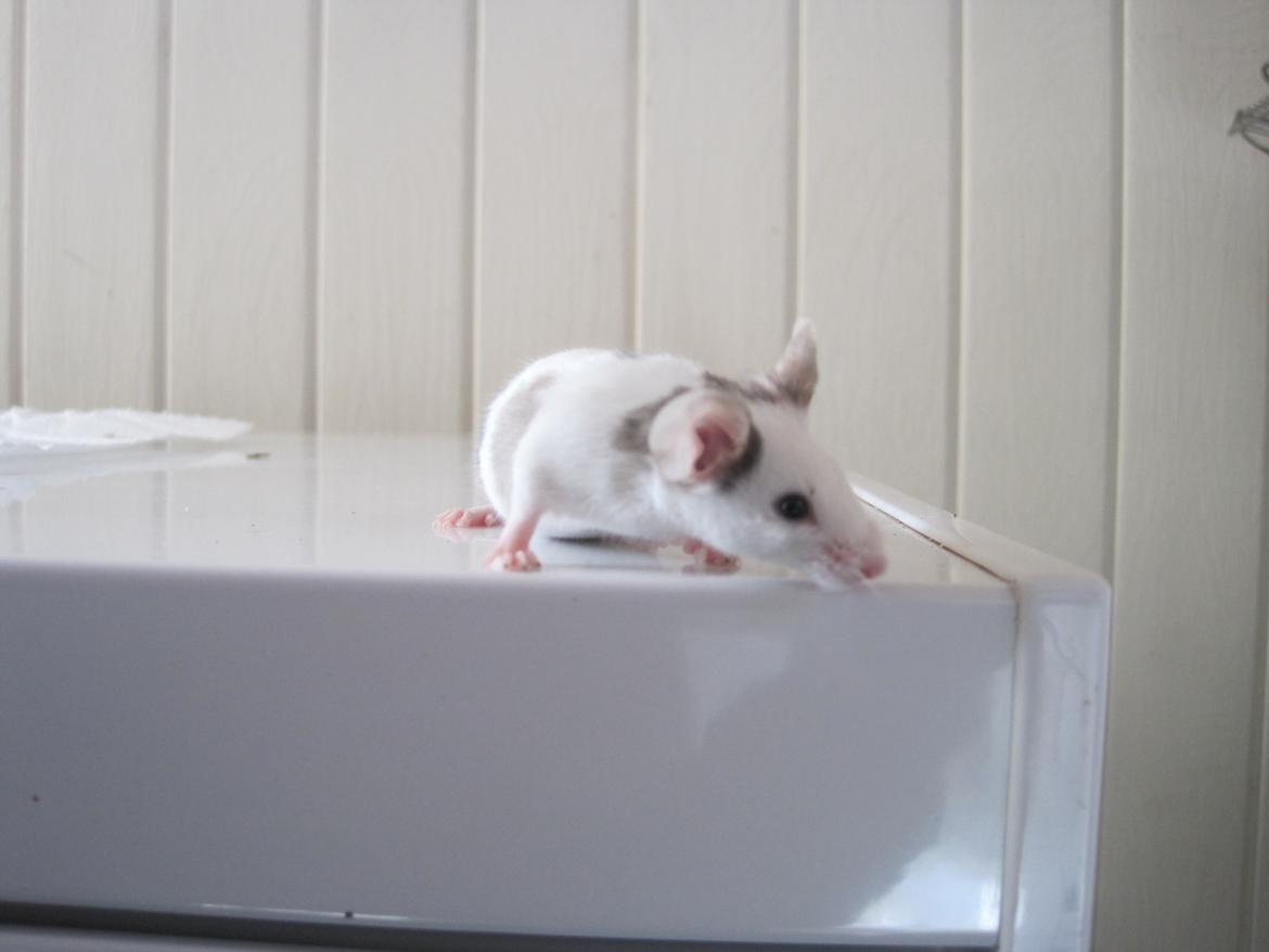 Mus Krogs Tiger billede 9