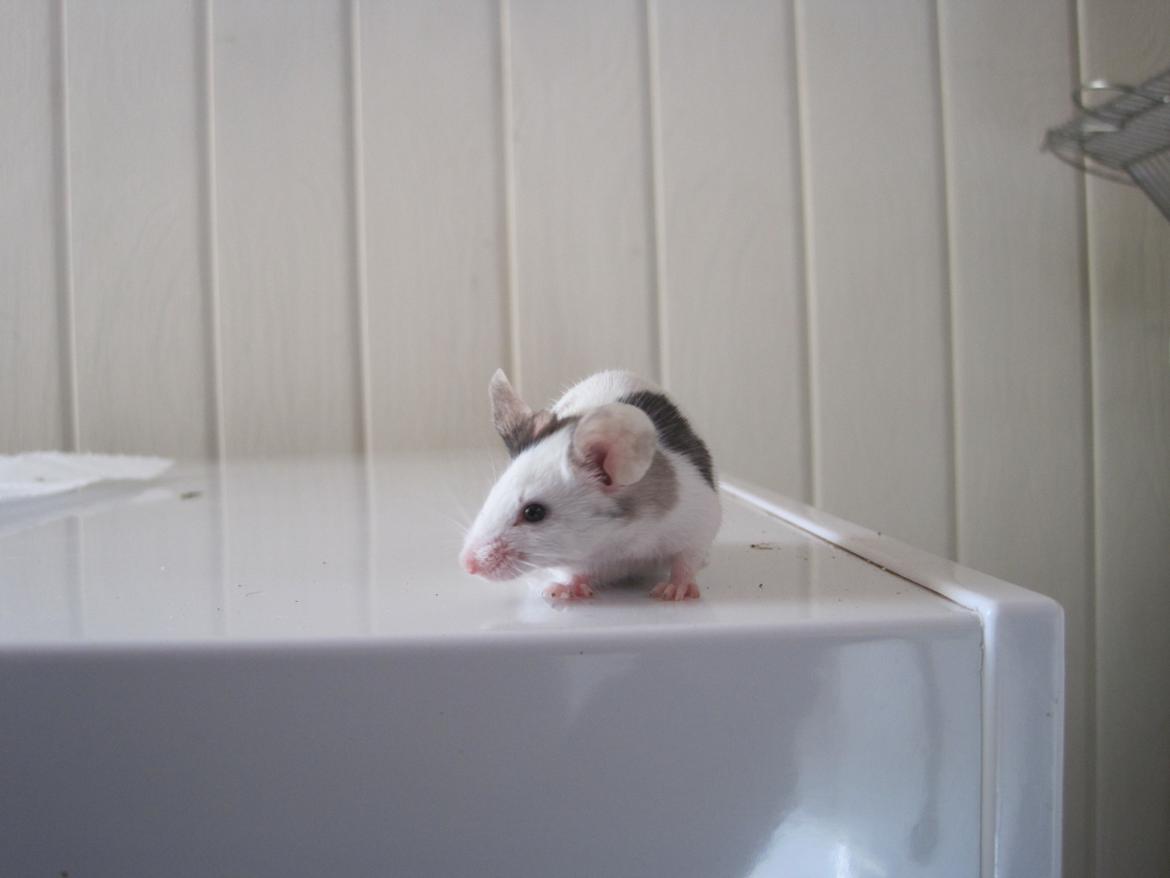 Mus Krogs Tiger billede 10