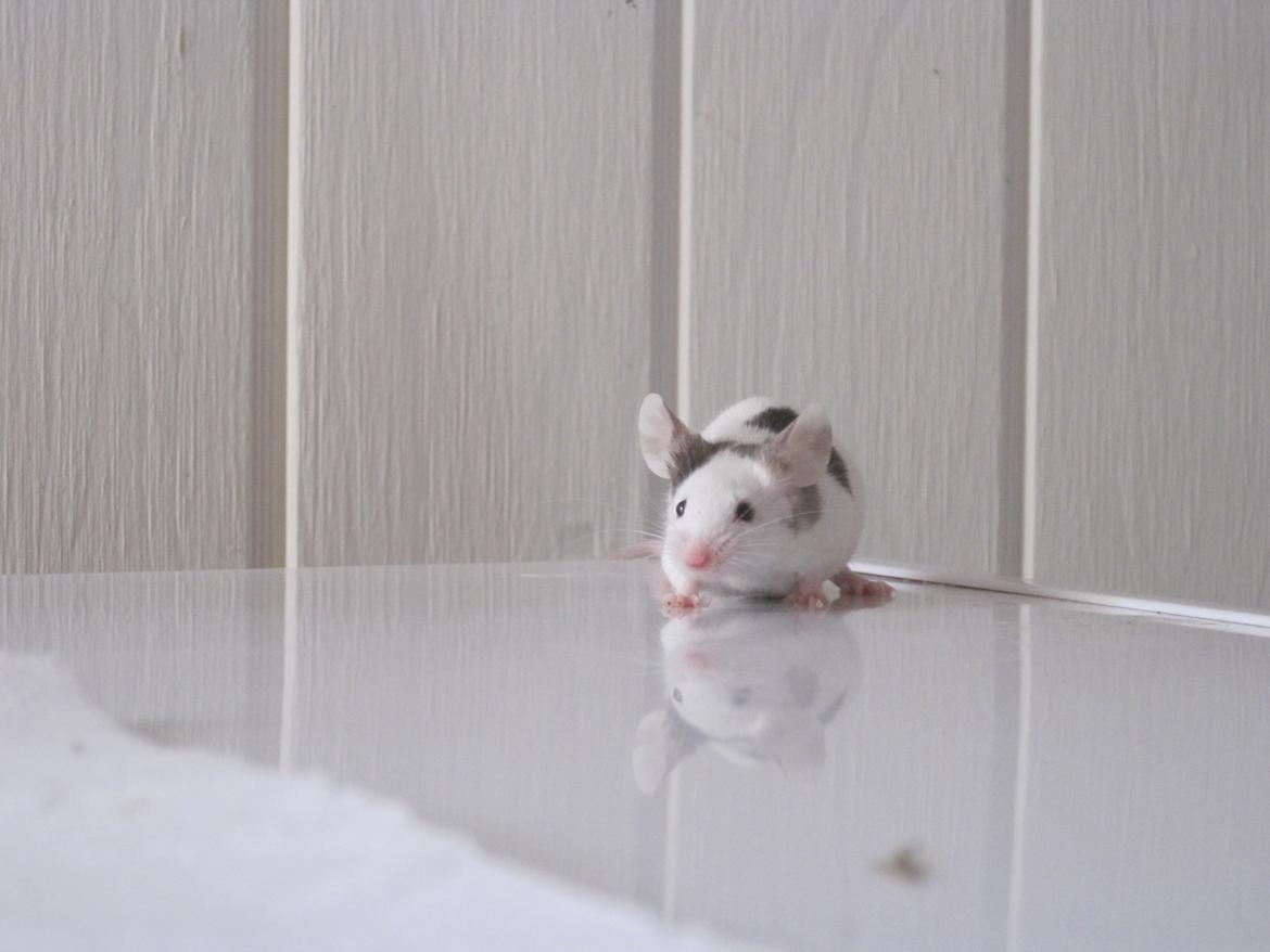 Mus Krogs Tiger billede 11