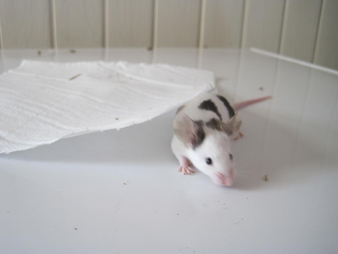 Mus Krogs Tiger billede 12