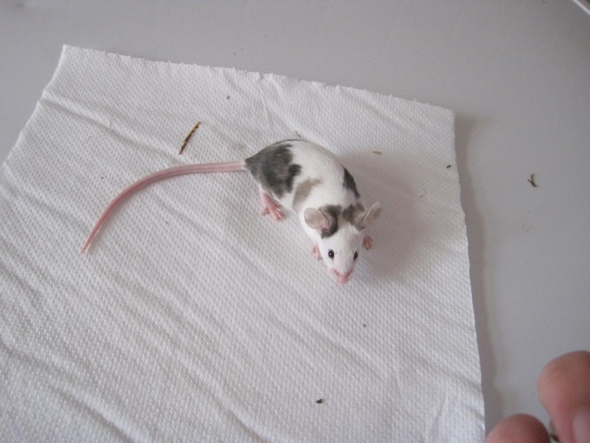 Mus Krogs Tiger billede 13