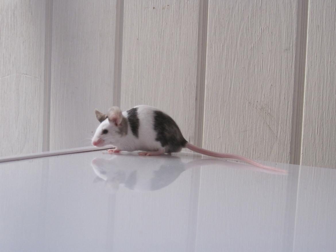 Mus Krogs Tiger billede 15