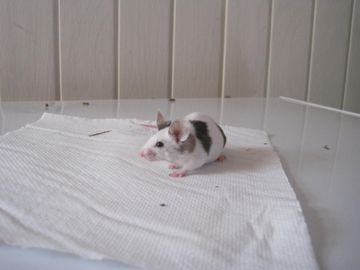 Mus Krogs Tiger billede 16