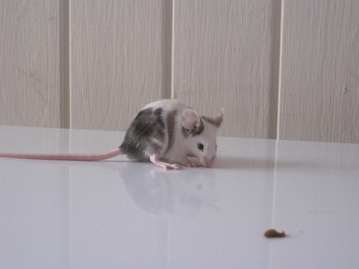 Mus Krogs Tiger billede 18