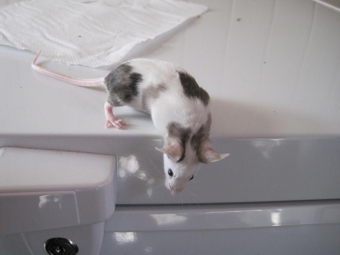 Mus Krogs Tiger billede 19