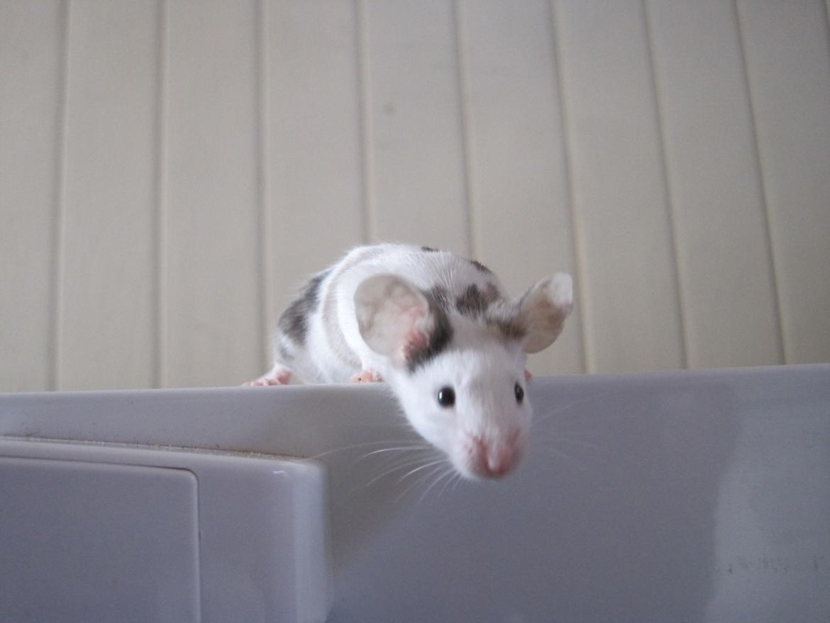 Mus Krogs Tiger billede 20