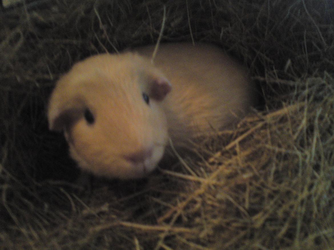 Marsvin Tulle!!!<3 - Hygger i høet :) billede 7