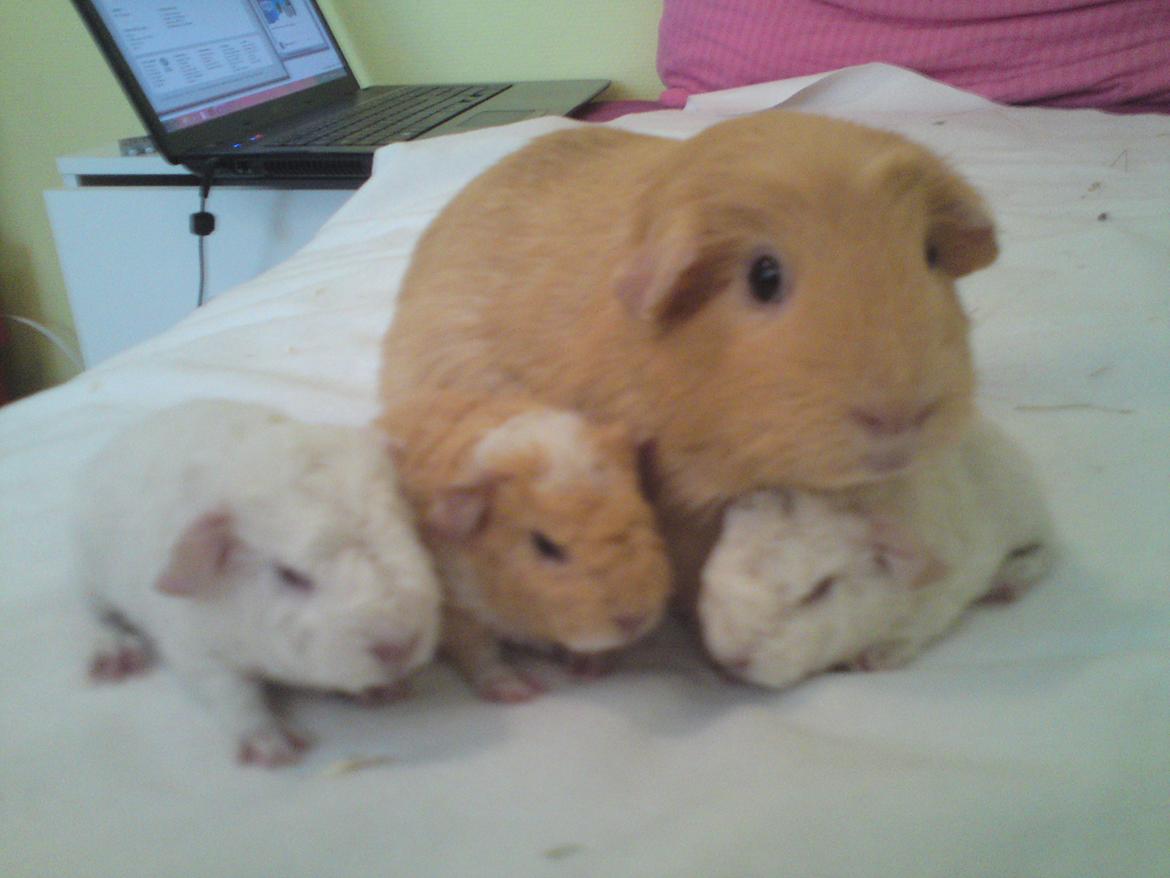 Marsvin Tulle!!!<3 - Flokken :D<3
En hvid dreng og en brun og hvid pige :D billede 10