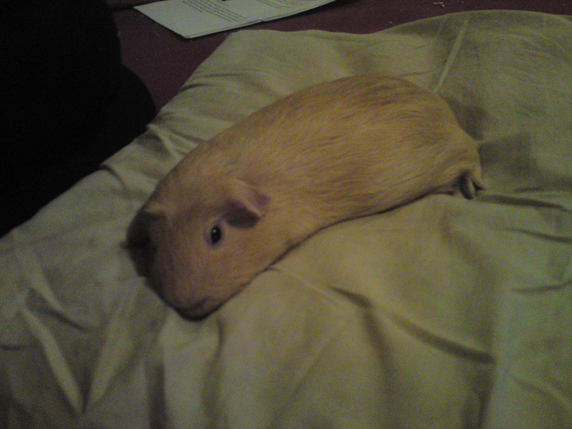 Marsvin Tulle!!!<3 - Når Tulle halv sover på sin elskede pude :P<3 billede 12