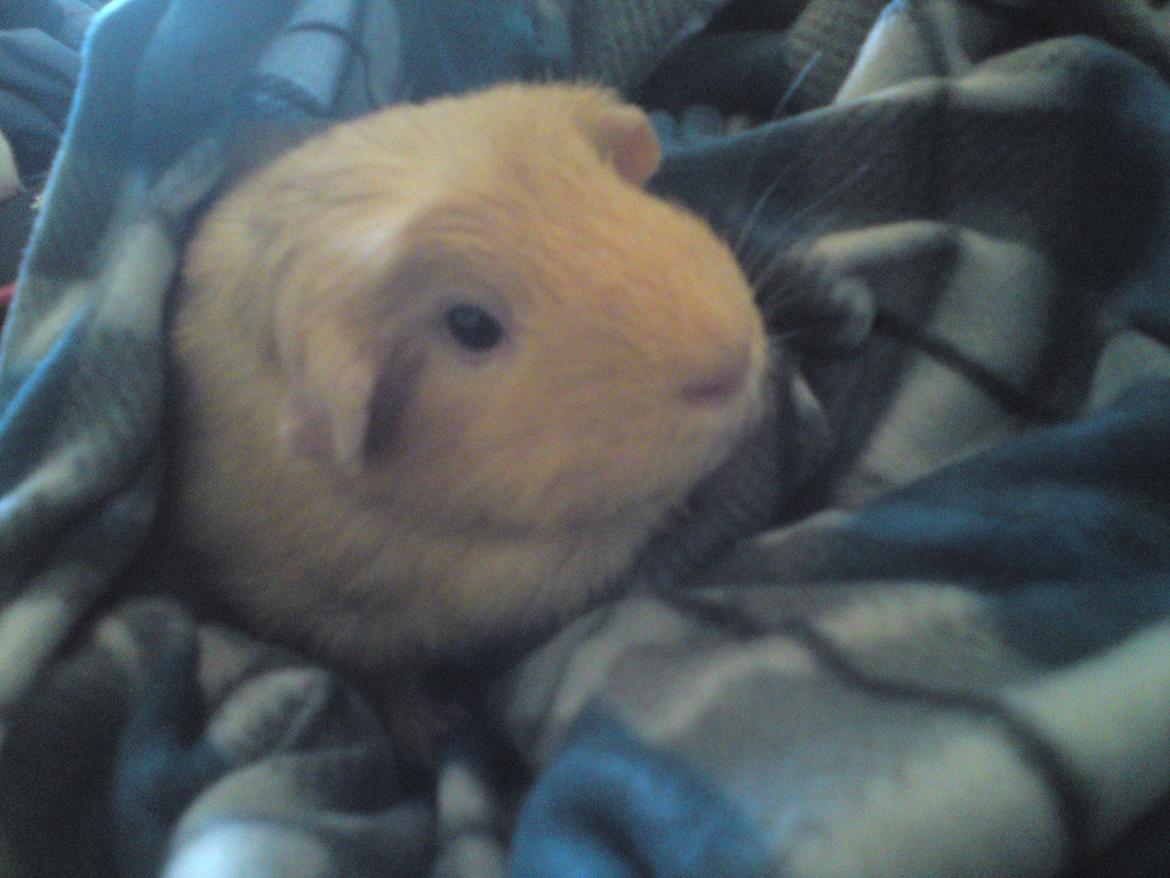 Marsvin Tulle!!!<3 - Mere hygge i tæppet :P<3
 billede 15