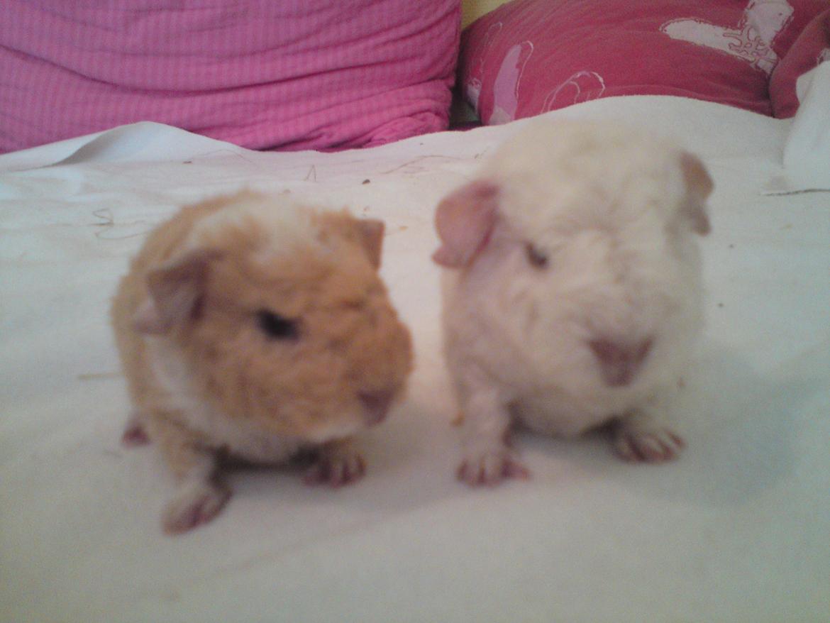 Marsvin Smilla - De to søstre :D billede 6